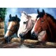 Royal & Langnickel Ζωγραφική με Νούμερα 30x40cm 3 Άλογα